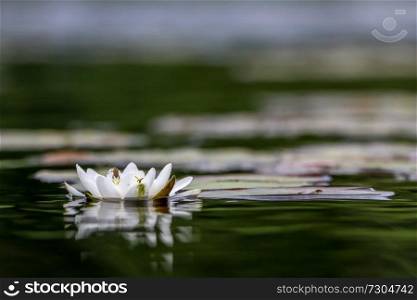 White water lilies bloom in the river, Latvia. Water lily flower with green leaves in the water. White water lily in river as background.