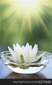 white water lilly