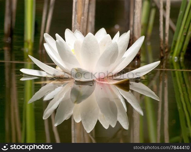 white water lilly in pond and reeds reflection