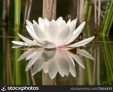 white water lilly in pond and reeds reflection