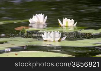 White water lily.