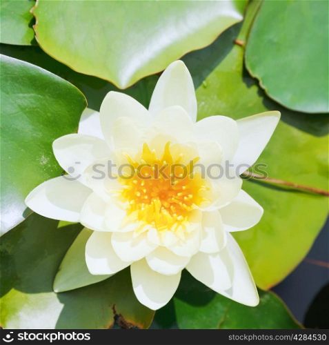 white water lily flower with green leaves close up