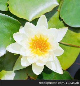 white water lily flower with green leaves close up