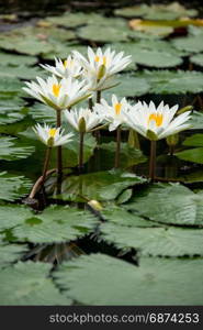 white water lily flowers in pond