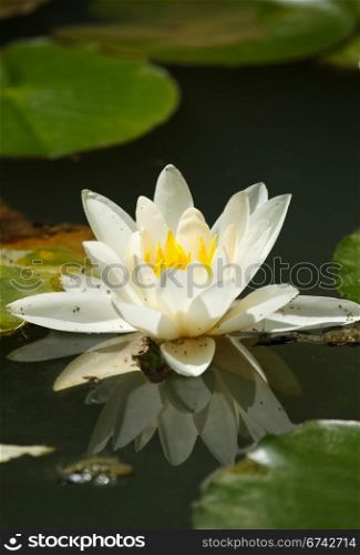 white water lily on the lake