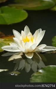 white water lily on the lake