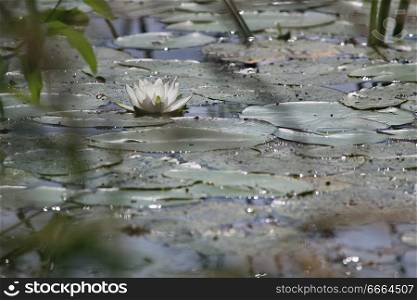 White Water Lily on the water surface, Latvia.