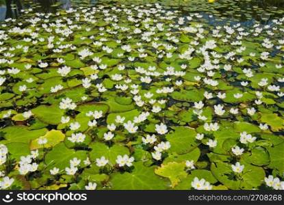 White water snowflake filed (Nymphoides hydrophylla), aquatic plant, Taiwan, East Asia