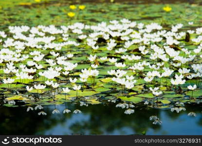 White water snowflake (Nymphoides hydrophylla), aquatic plant, Taiwan, East Asia