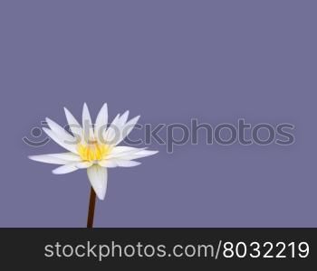White waterlily (Nymphea) or lotus flower on purple . White waterlily (Nymphea) or lotus flower on purple violet background.