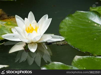 White waterlily on reflection water in France