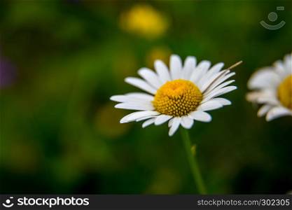 White wild blooming flower. Daisy flowers on a green grass background. Meadow with wild daisy flowers. Nature daisies in spring and summer in meadow.