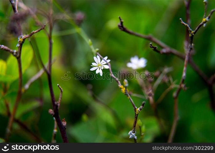 White wild blooming flowers on a green grass background. Meadow with wild field flowers. Nature flower in spring and summer in meadow.
