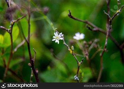 White wild blooming flowers on a green grass background. Meadow with wild field flowers. Nature flower in spring and summer in meadow.