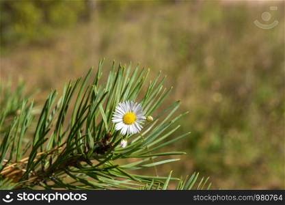 White wild chamomile with a yellow middle on green pine needles, shot close-up.