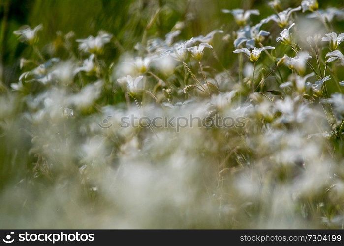White wild flowers. Blooming flowers. Beautiful white wild flowers in green grass as background. Meadow with white flowers. Field flowers. Nature flower in spring and summer. Flowers in meadow. 