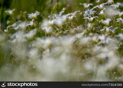 White wild flowers. Blooming flowers. Beautiful white wild flowers in green grass as background. Meadow with white flowers. Field flowers. Nature flower in spring and summer. Flowers in meadow.