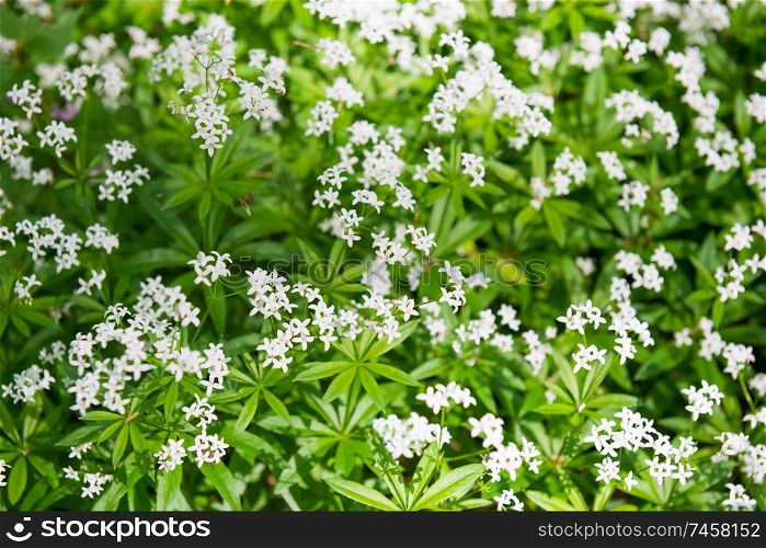 White wild flowers texture in a park with green grass