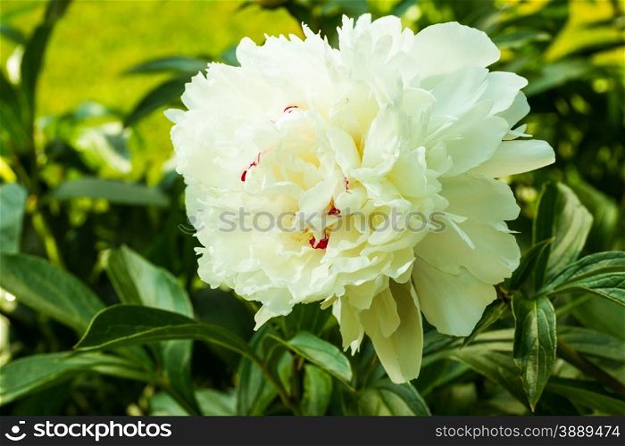 white wild-growing peony on green background