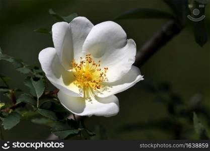 white wild rose flower on background, close up
