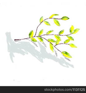 White willow twig in the spring