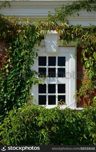 White window on green wall with climbing plant. Natural green leaf grass cover wall with white window background, Eco friendly backdrop