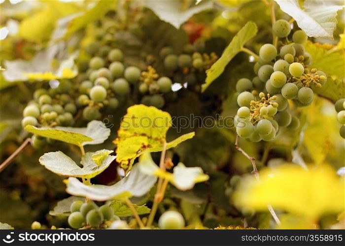 White wine grape hanging on a branch