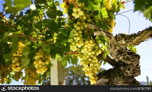 White wine grape Italy