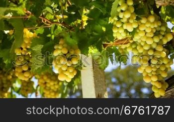 White wine grape Italy. Ukraine, Crimea, Inkerman