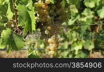 White wine grapes hanging from the tree
