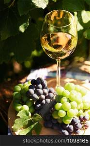 White wine in a wineglass and bunch of fresh grapes on the background of a rustic vineyard