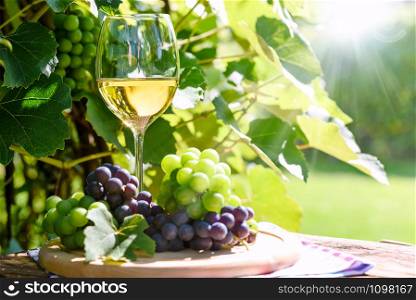 White wine in a wineglass and bunch of fresh grapes on the background of a rustic vineyard and sunlight.