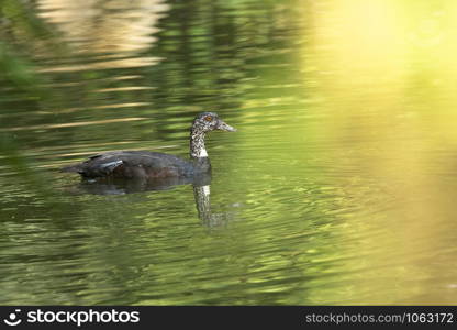 White winged duck, Asarcornis scutulata, Dehing, Patkai, WLS, Assam, India