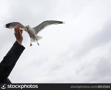 White-winged gulls take the biscuit from the man?s hands on the background of the cloudy sky.