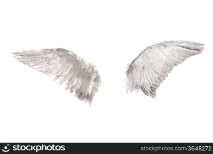 White wings