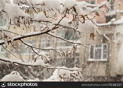 White winter background with a snowy branches