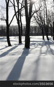 White winter morning in the park