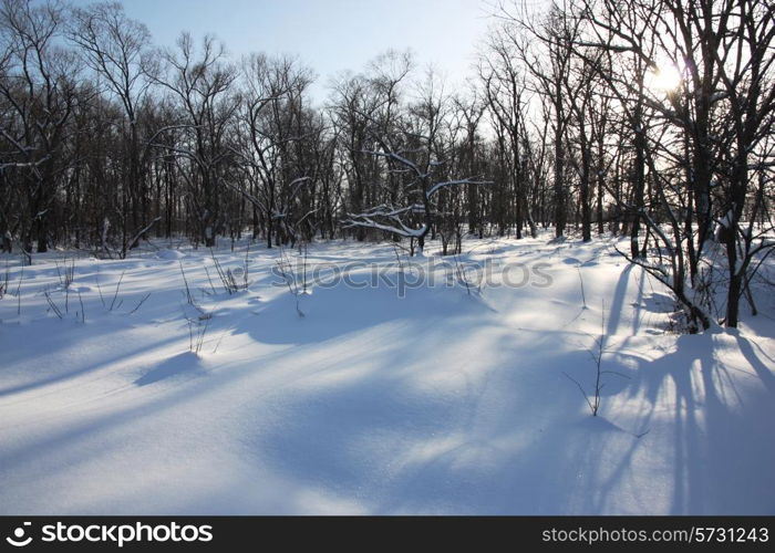 White winter morning in the park