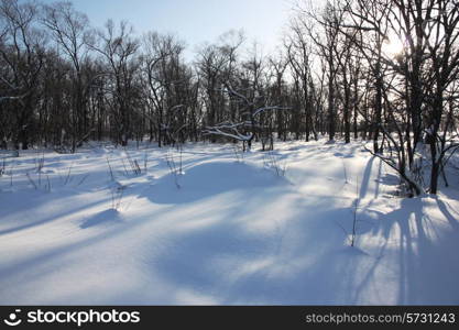 White winter morning in the park