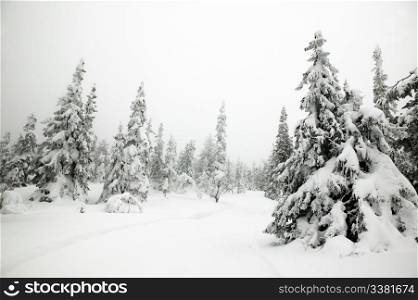 White winter texture and mood image. A winter setting with lots of snow.