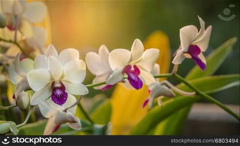 white with purple orchid flower . close up white with purple orchid flower in garden