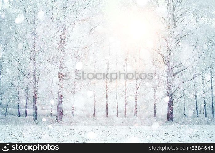 white wood covered with frost frosty landscape