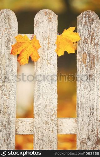 White wooden fence with yellow leaves on it. Autumn background. Selective focus.. White wooden fence with yellow leaves on it. Autumn background. Selective focus