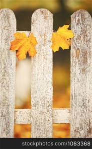 White wooden fence with yellow leaves on it. Autumn background. Selective focus.. White wooden fence with yellow leaves on it. Autumn background. Selective focus