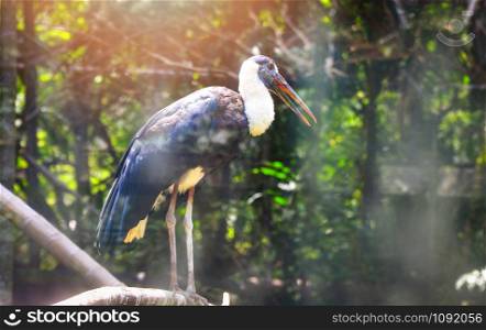 White - Woolly necked stork bird on farm in the wildlife sanctuary / Ciconia episcopus