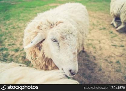 White Woolly Sheep in a Green Field (Vintage filter effect used)