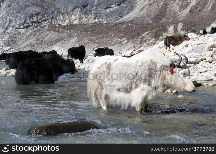 White yak in the river in mountain Nepal