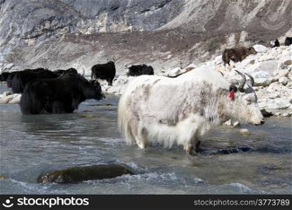 White yak in the river in mountain Nepal