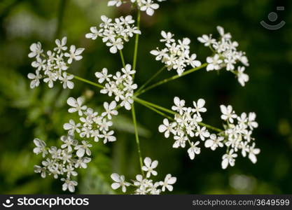 White Yarrow (Achillea millefolium, Duizendblad) against a green background