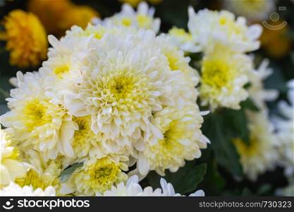 White yellow flower and green leaf in garden at sunny summer or spring day for postcard beauty decoration and agriculture design